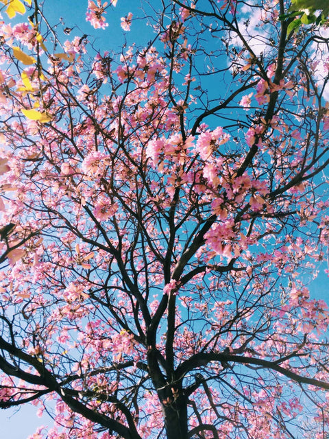 The Charm of Cherry Blossom