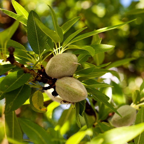 Sweet Almond Oil