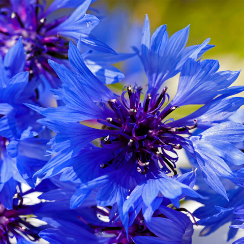 Cornflower Extract