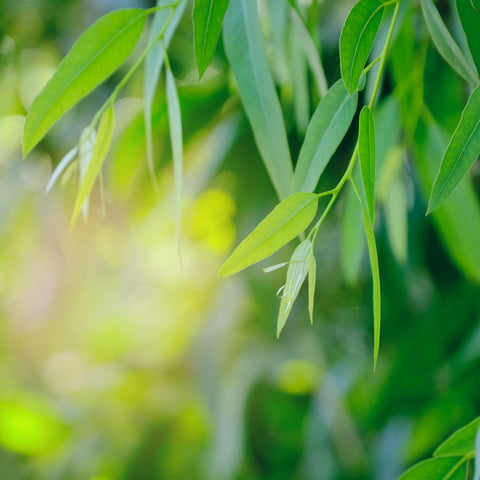 Eucalyptus Oil