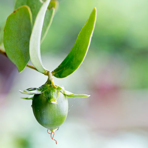 Jojoba Oil