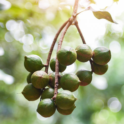 Macadamia Ternifolia Seed Oil