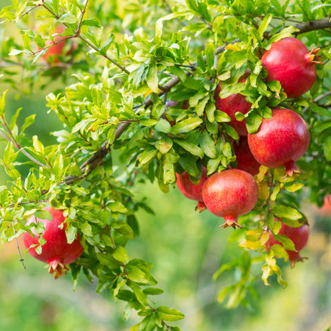 Pomegranate Peel Extract