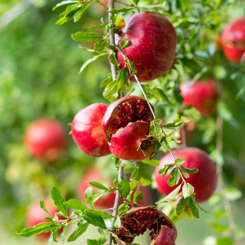 Pomegranate Seed Oil