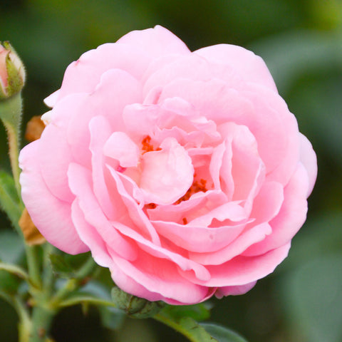 Damask Rose Flower Water