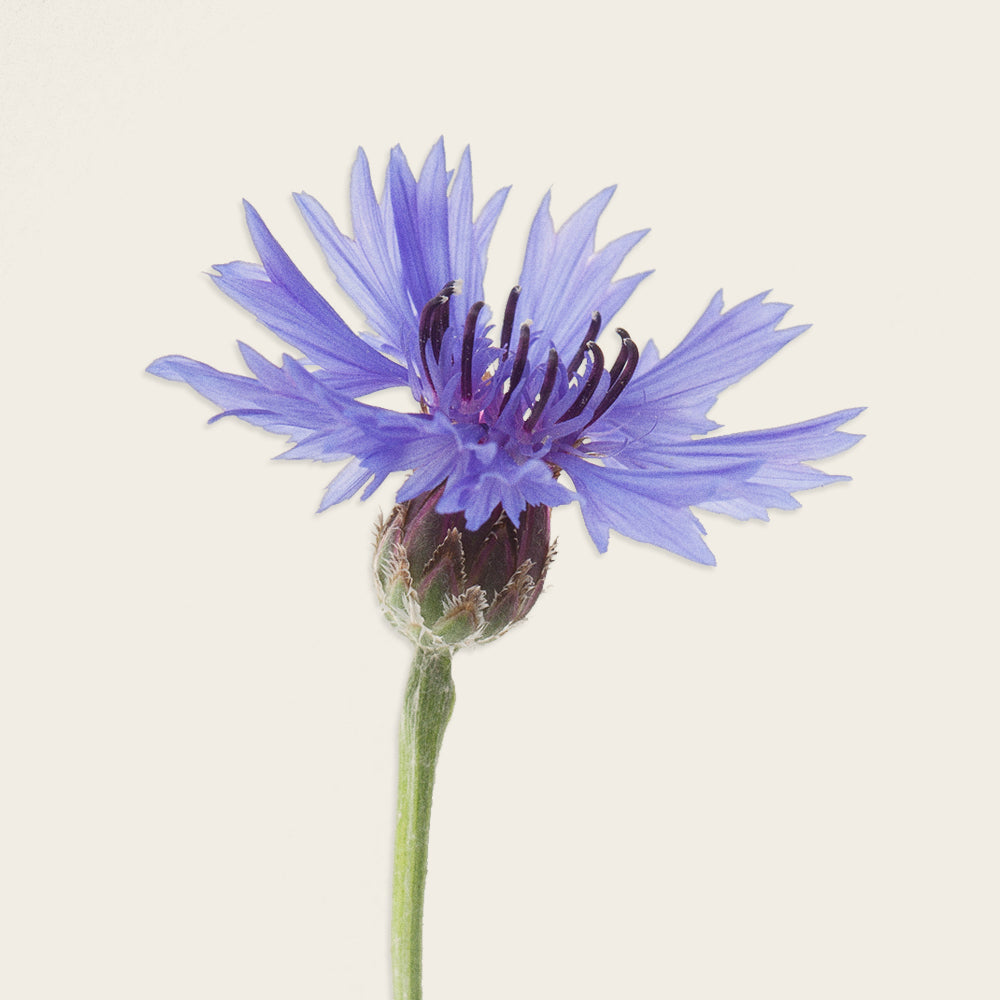 Cornflower Extract STEAMCREAM