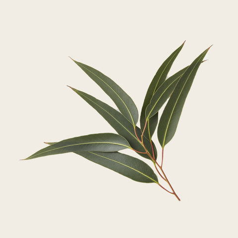 Eucalyptus Oil