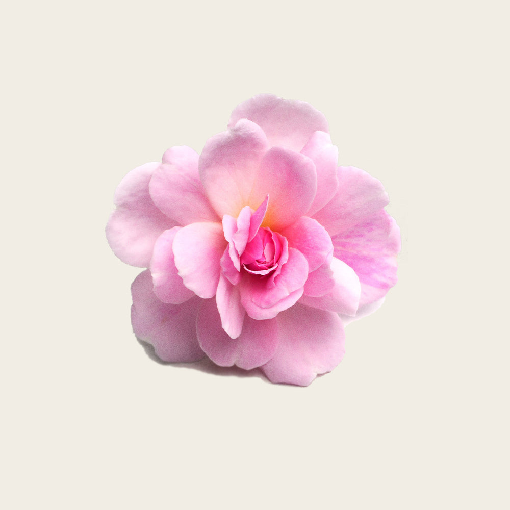 STEAMCREAM | Rose Absolute Steamcream