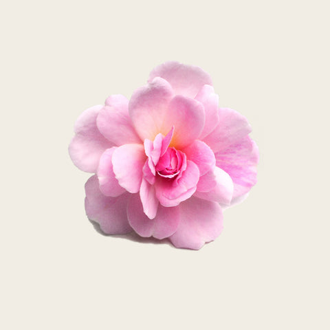 Damask Rose Flower Extract