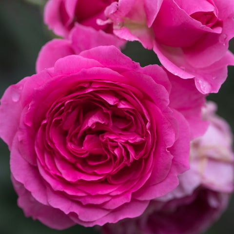 Damask Rose Flower Extract